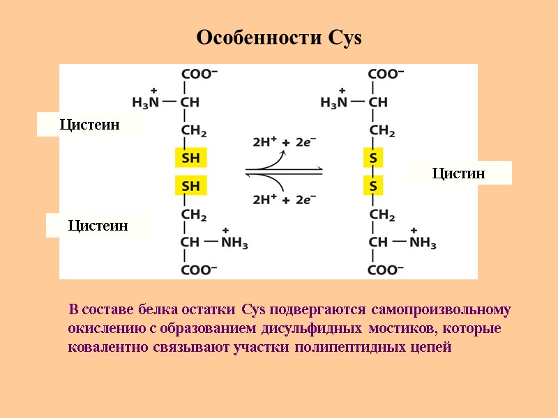 Особенности Cys Цистеин Цистеин Цистин В составе белка остатки Cys подвергаются самопроизвольному  окислению